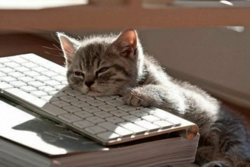 Создать мем: котенок на клавиатуре, усталый кот, уставший котик