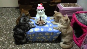 Create meme: cake with a cat, cat , cat 