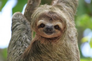 Create meme: sloth