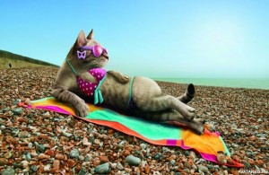 Create meme: and I'm on the sea, Cat, vacationers