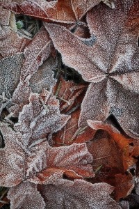 Создать мем: ноябрь, осенние листья в снегу, autumn leaves