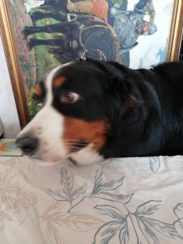 Create meme: Bernese mountain dog , Bernese mountain dog breed, The Great Bernese Mountain Dog