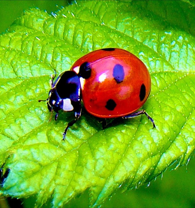 Create meme: ladybug , seven-point ladybug, The big ladybug
