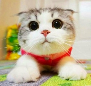 Create meme: cute cats, seals cute cute