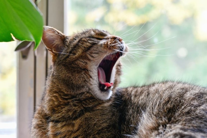 Create meme: cat , yawning, screaming cat 