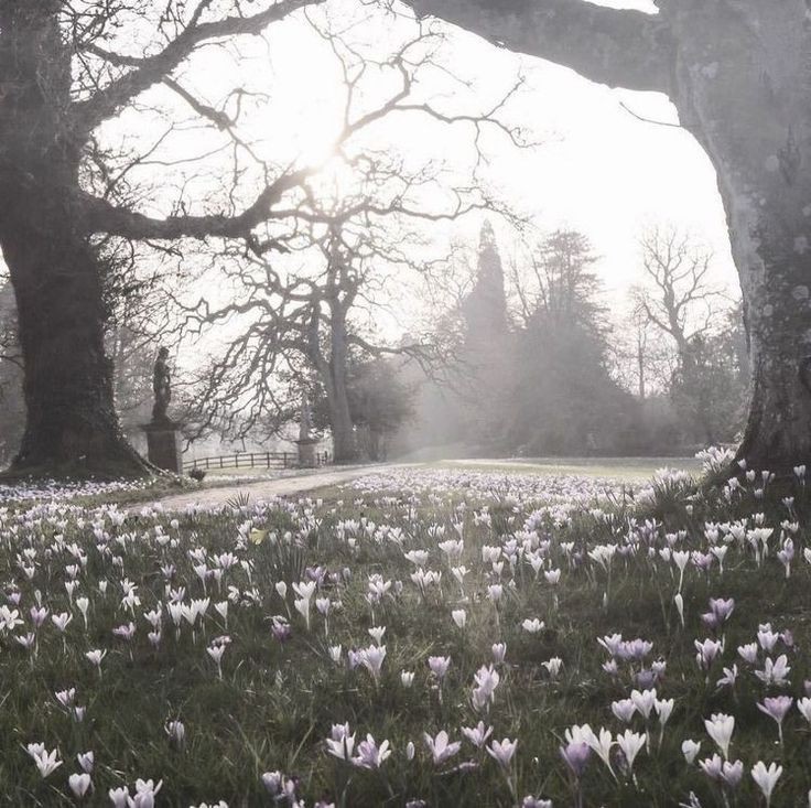 Create meme: spring in england, spring nature, spring forest
