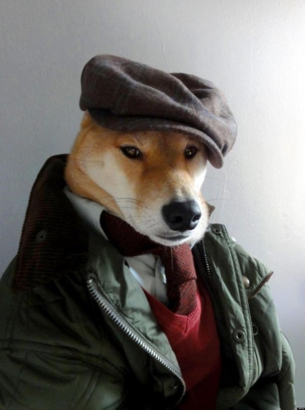 Создать мем: крутые собаки, собака в пиджаке и кепке, крутые животные в одежде