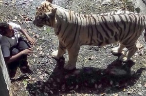 Создать мем: зоопарк, алексее никольское тигр съел человека, four tigers attack a man