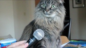 Создать мем: говорящий кот, интервью с котом мем, хуясе кот