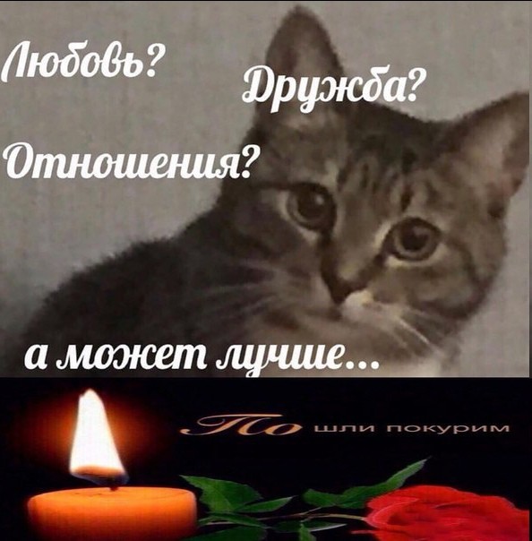 Create meme: We grieve with you, Grieving for the cat, memes cat