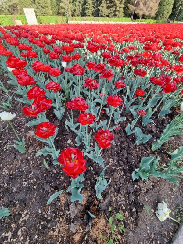 Create meme: tulips in a flower bed, tulip miranda, red tulips