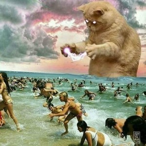Create meme: cat, fun with animals, funny memes