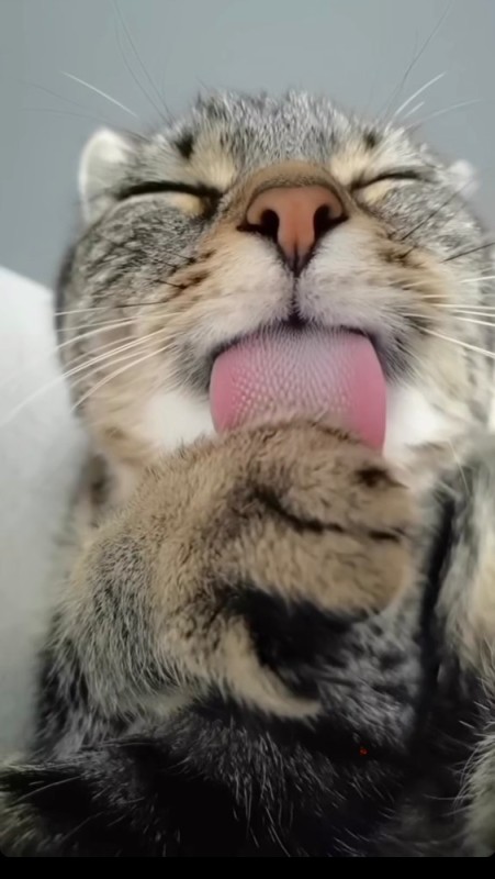 Create meme: cat , cat tongue, seals 