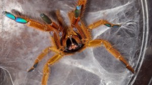 Создать мем: паук насекомое, паук, pterinochilus murinus