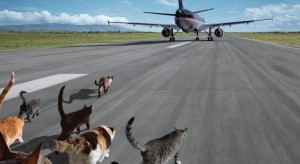 Создать мем: животные, котики, кот самолет