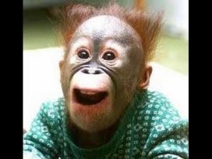Create meme: monkey, orangutan, I'm in shock the monkey