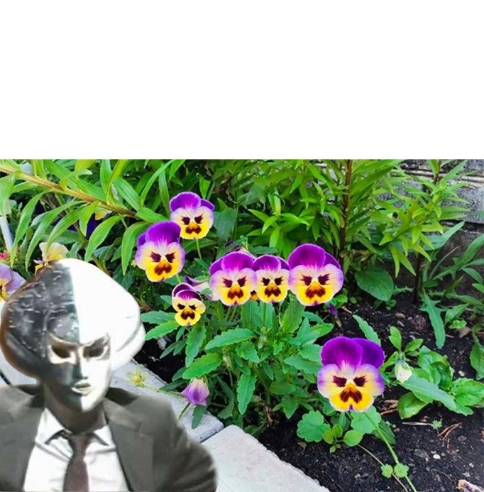 Create meme: Pansy flowers, flowers , Pansy 
