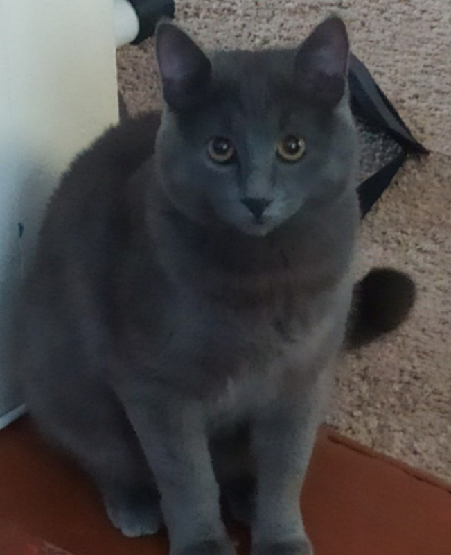 Create meme: breed russian blue, blue cat British, cat grey