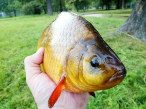 Create meme: large carp, carp, Golden carp