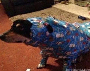 Create meme: dog Dachshund, raincoat for dog, dog funny