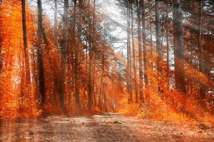 Create meme: autumn leaves, autumn, autumn forest