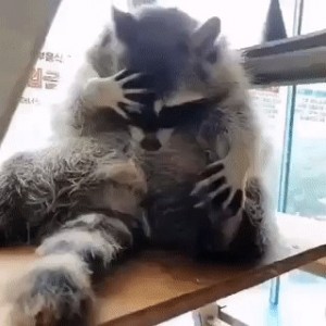 Create meme: raccoon funny, raccoon gargle, raccoon