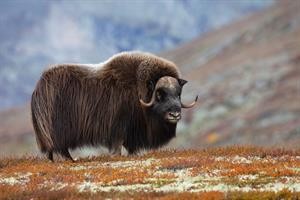 Create meme: the horns of a musk ox, musk ox small, musk ox in the Arctic