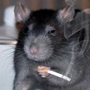 Создать мем: крыса курит, крыса домашняя с сигаретой, мышь с сигаретой