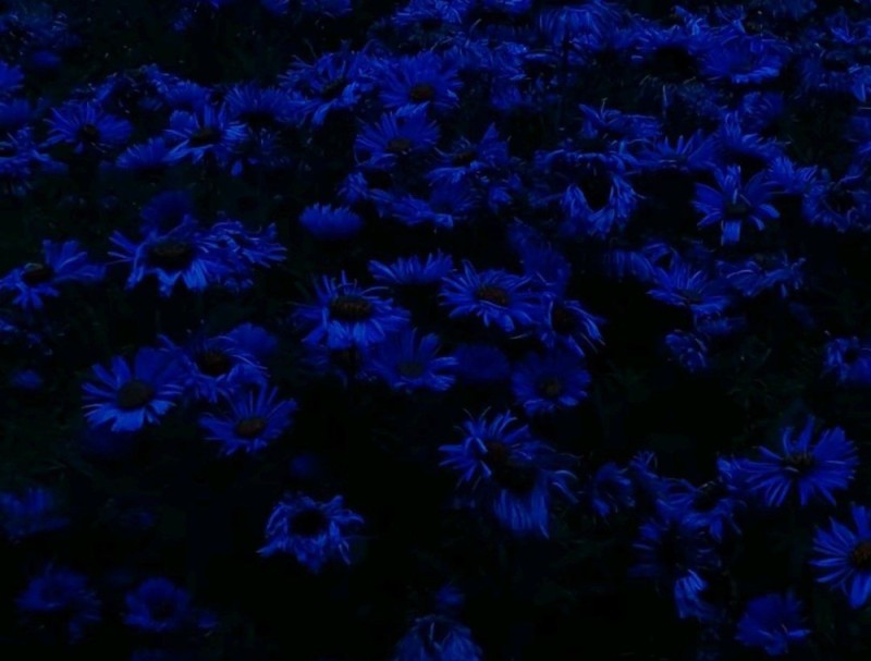 Create meme: blue color, beautiful blue flowers, blue flowers