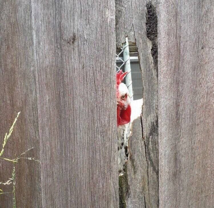 Create meme: big spotted woodpecker, a hole in the fence, woodpecker 
