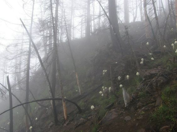 Create meme: forest nature, thick fog , nature 