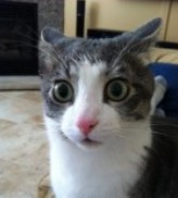 Create meme: cats memes, the surprised cat , cats are funny