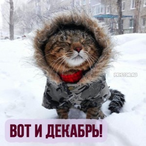 Создать мем: котики смешные, первый день зимы, мороз зима