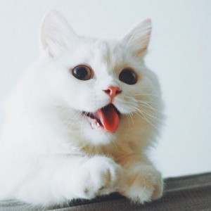 Создать мем: милые животные фото, белые коты сохры, смешной белый котик