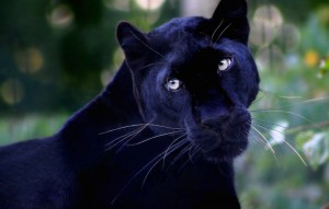 Create meme: Panther animal photo, Panther, Black Panther