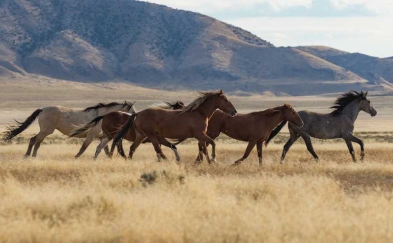 Create meme: a herd of horses in the desert, a herd of wild horses, a herd of horses