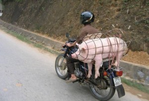 Создать мем: свинья в шлеме, смешной юмор, свинья на мотоцикле везут