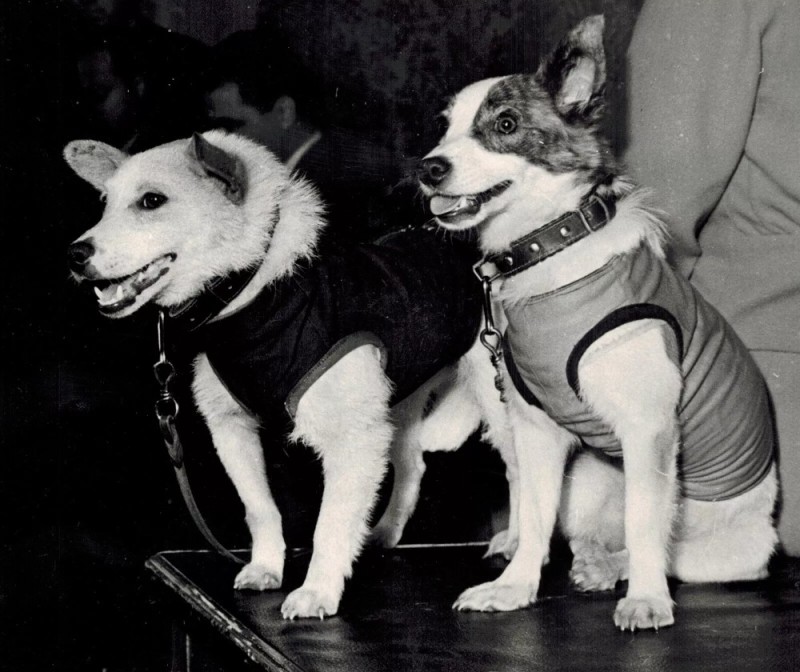 Create meme: Cosmonauts Belka and Strelka, the first cosmonauts Belka and Strelka, the first dogs to fly into space