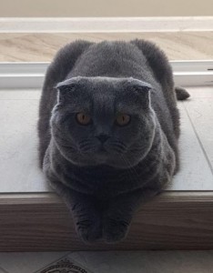 Create meme: lop-eared, Scottish fold cat, Scottish fold cat
