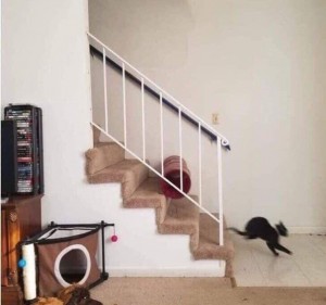 Создать мем: кот падает с лестницы, лестница для кота, комната под лестницей