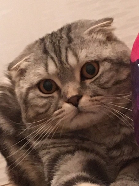 Create meme: Scottish fold cat grey, the lop - eared cat, Scottish fold