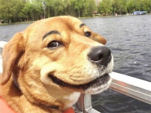 Create meme: dog red, happy muzzle dog, dog