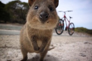 Создать мем: western australia, самое смешное животное на свете, животные