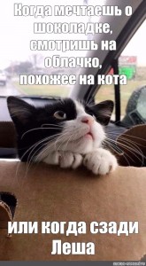Create meme: all for cats, will come, cats stared