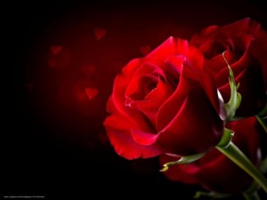 Create meme: red rose on black background, roses on a dark background, rose red