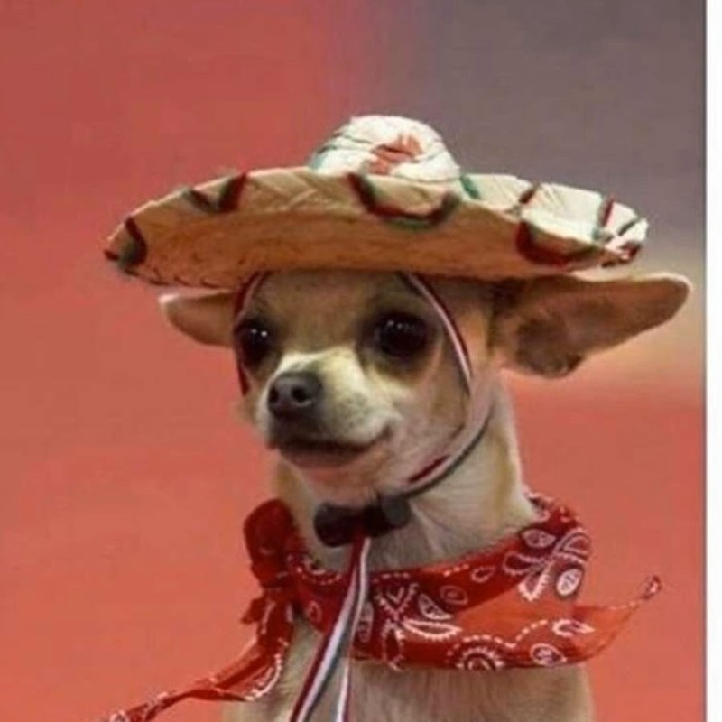 Create meme: buenos dias pedrias chihuahua, chihuahua in sombrero, buenos dias pedrilas