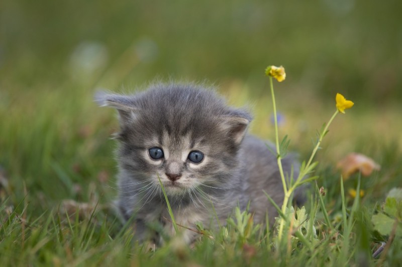Create meme: kitten grey, kitties , The grey kitten is small