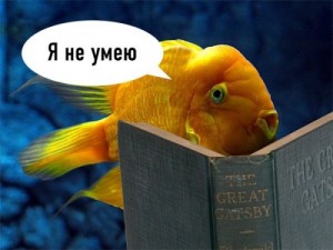 Create meme: cichlid, parrot yellow, fish