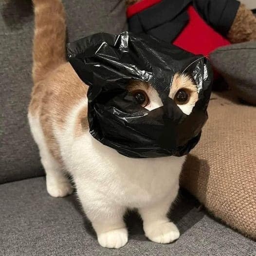 Create meme: Kote , the cat in the mask, Funny cats installation