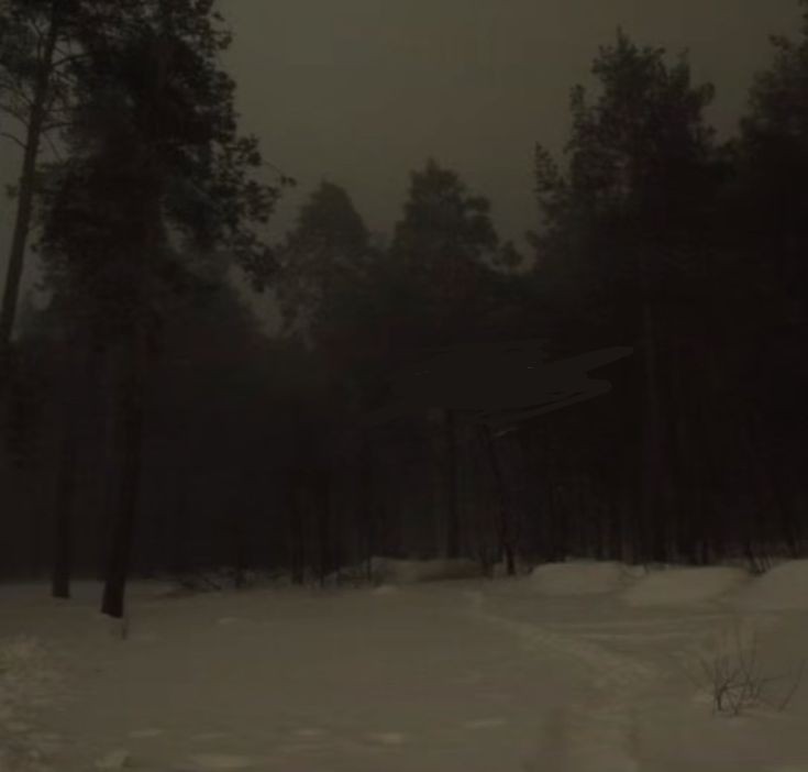 Создать мем: темный лес, зима лес ночь, лес ночной
